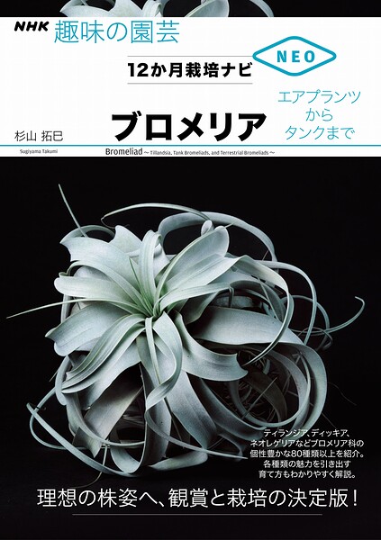 ブロメリア エアプランツからタンクまで