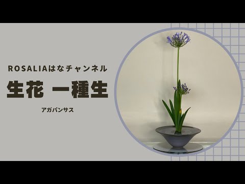 『生花 一種生』季節の花✨アガパンサスAgapanthus【いけばな池坊 Ikebana】【flower】 🌸 【生け方 How to make】