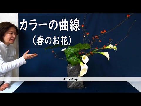 【生け花】_カラーの曲線【春のお花】_Sogetsu Ikebana