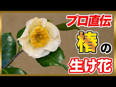 【生け花歴44年】プロ華道家が「椿」の生け花を伝授！