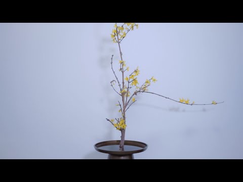 【生け花】華道家が伝統の花を生ける【池坊 生花別伝　副流し】