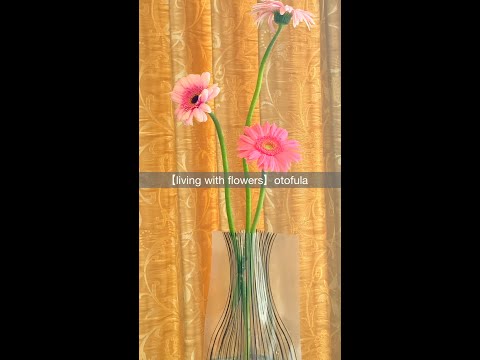 花のある暮らし/ピンクのガーベラ/ビニール製フラワーベース/Living with flowers