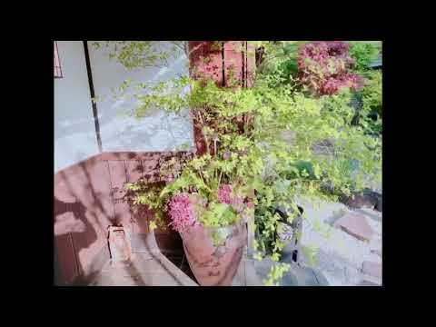【作品紹介】投げ入れフラワーアレンジメントの作品集〜Japanese style flower arrangements